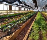 Lynchburg Grows